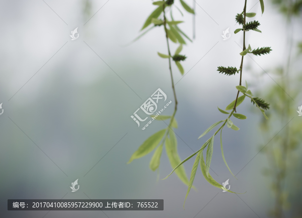 垂柳