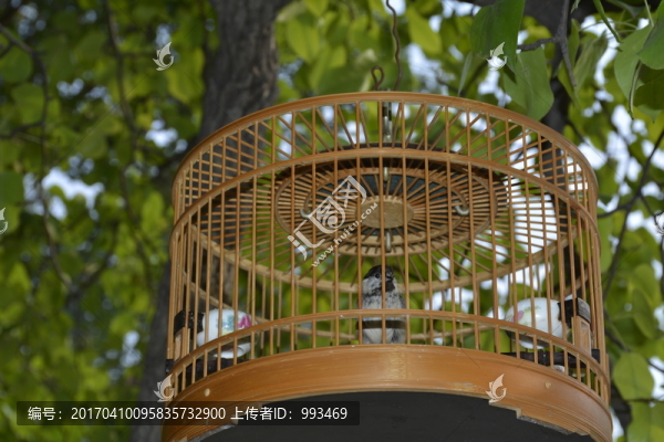 鳥