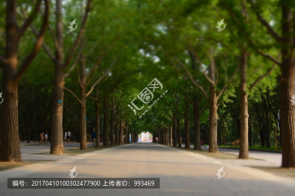 地壇公園的樹