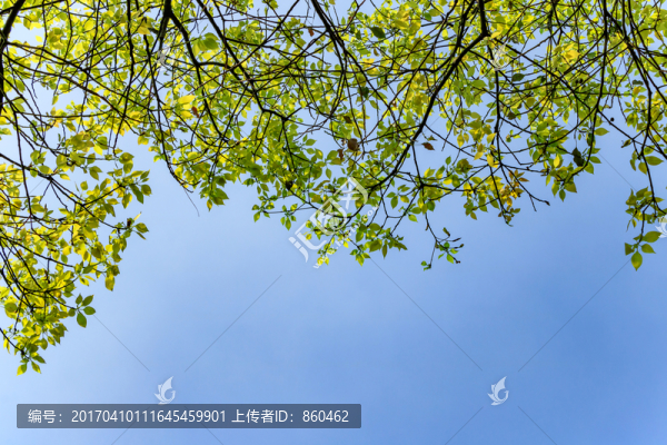 樹葉背景,葉子插圖,葉子圖片