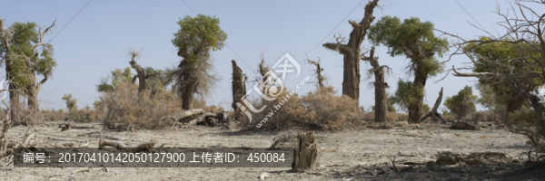 森林