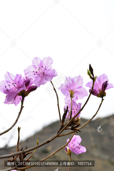 美麗的杜鵑花