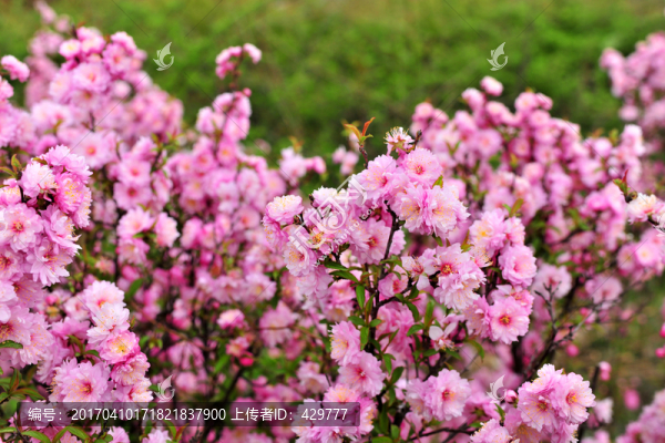 花草背景