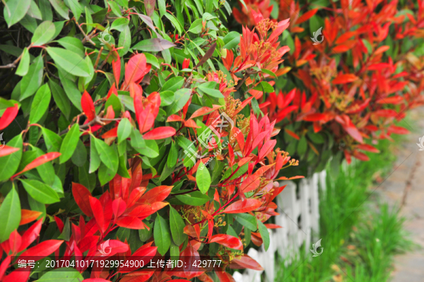 紅葉,園林造景