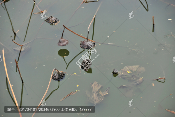 池塘蓮蓬