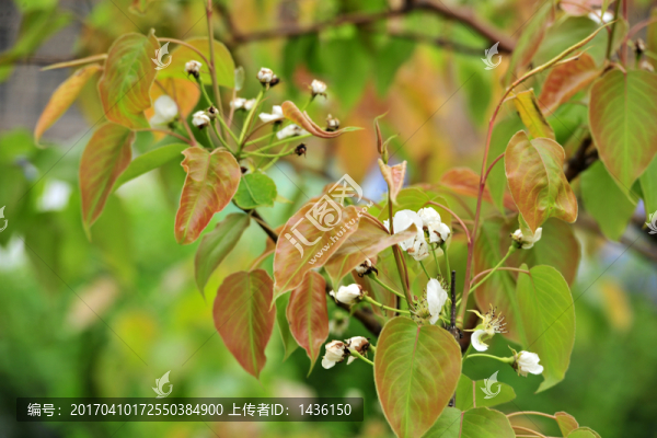梨花