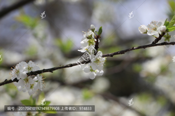李花