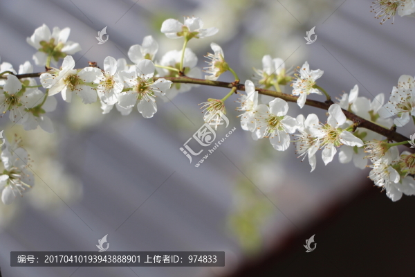 李花