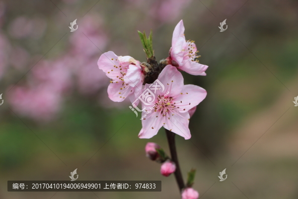 桃花