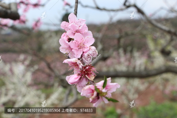 桃花