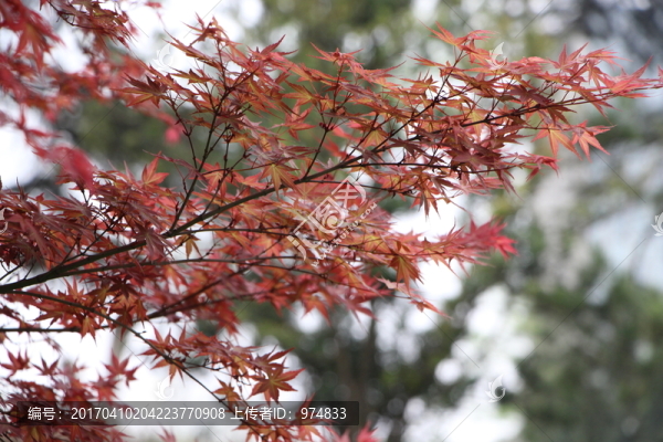紅楓葉