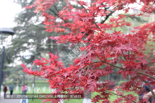 紅楓葉