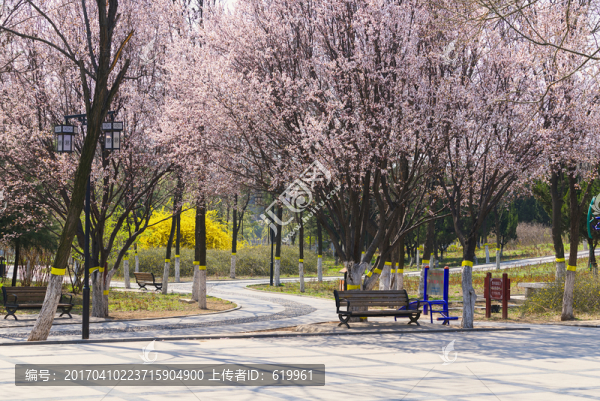 春天公園的紫葉李