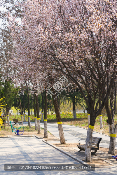 春天公園的紫葉李