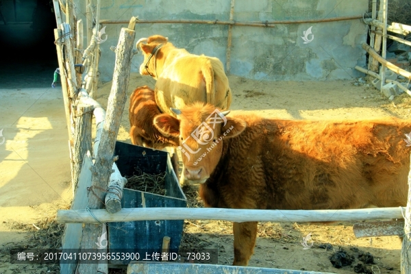 養(yǎng)牛