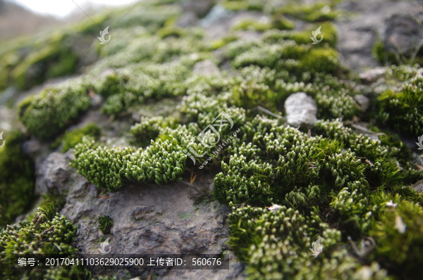 苔蘚