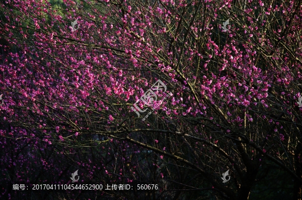 梅園