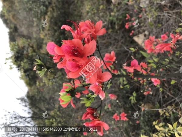 杜鵑花