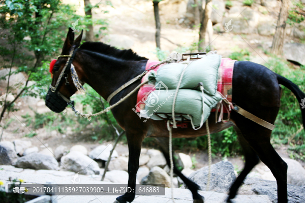 茶馬古道,貨運(yùn)