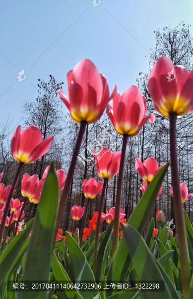 郁金香花