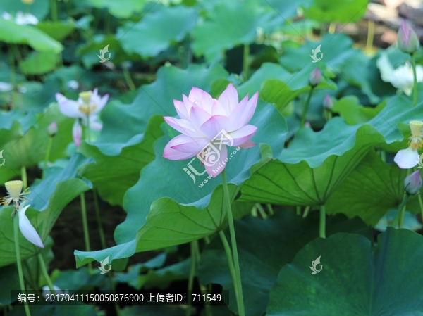 粉紅荷花