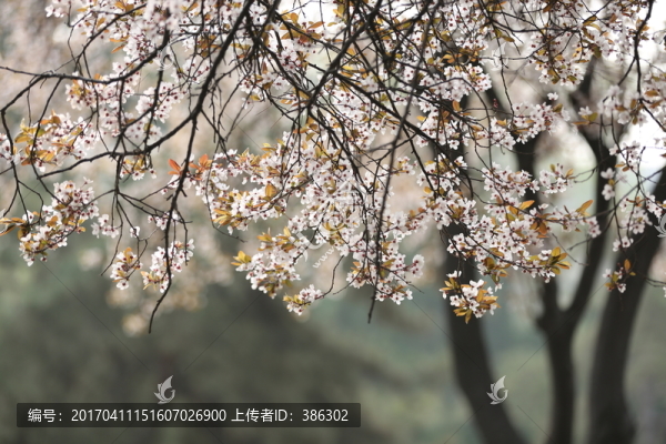 春天開(kāi)花的樹(shù)