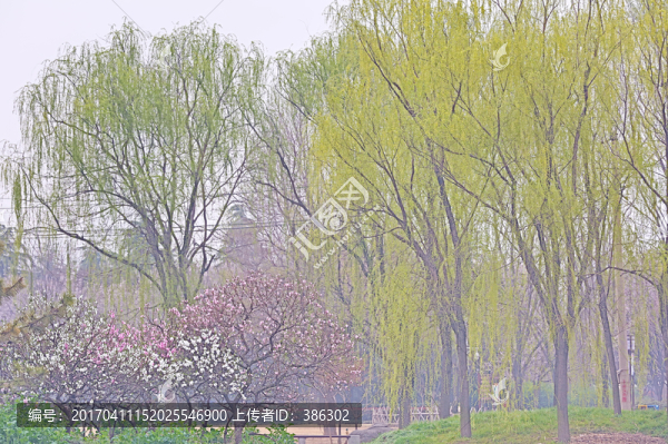春天的景象
