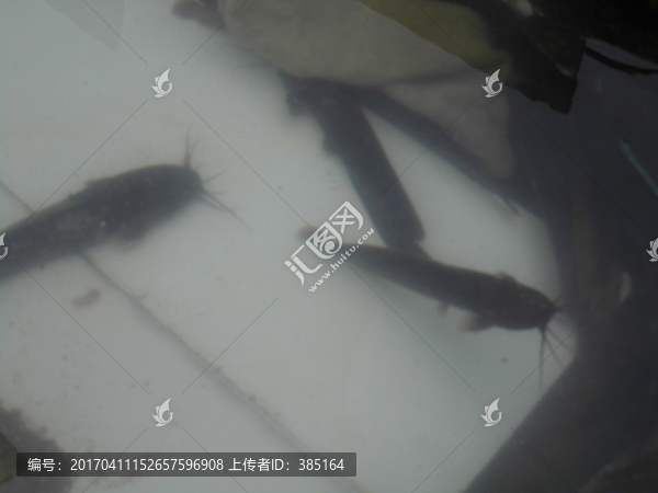 唐鱔魚