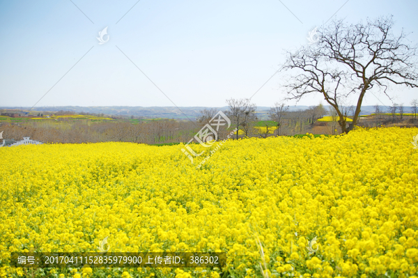 油菜花田