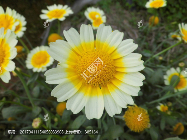 桐篙菜花