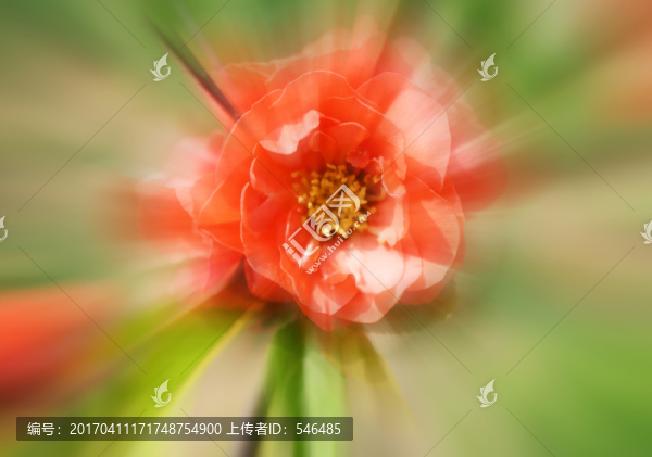梅花開
