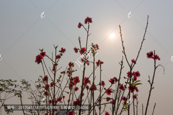桃花,逆光