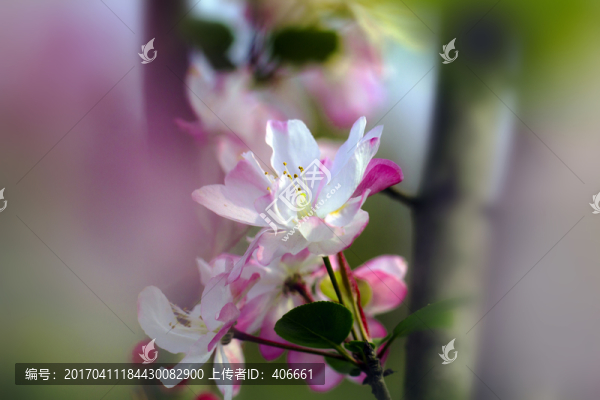 海棠花