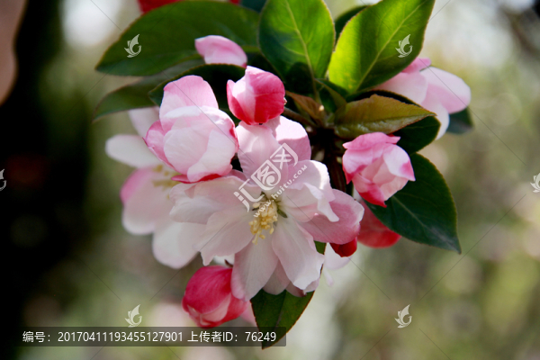 海棠春醉海棠花攝影圖片