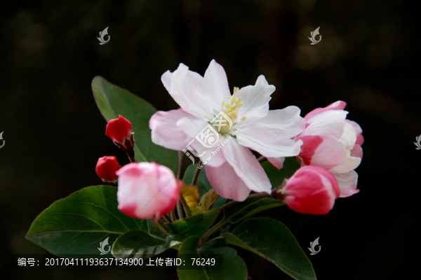 海棠春醉海棠花攝影圖片