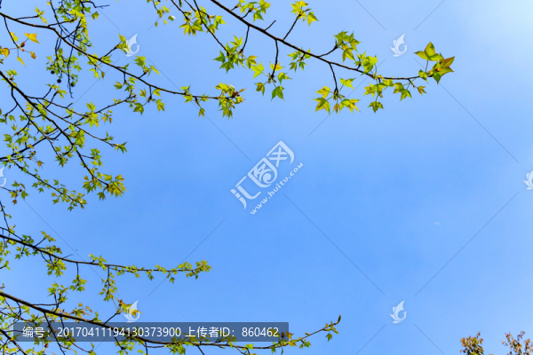 葉子光影,紅黃樹葉,山楓香樹