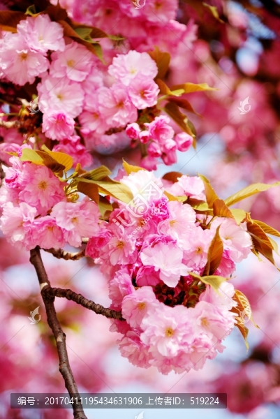 櫻花