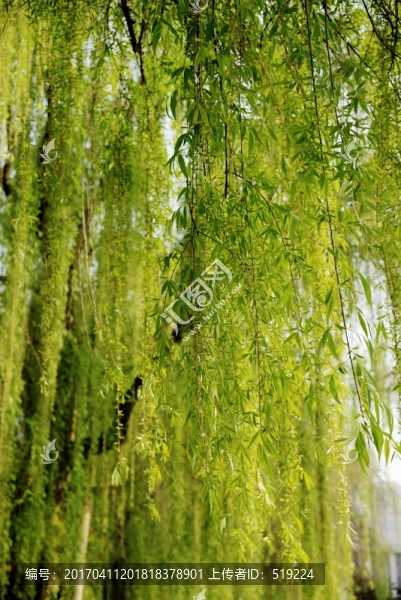 柳樹枝