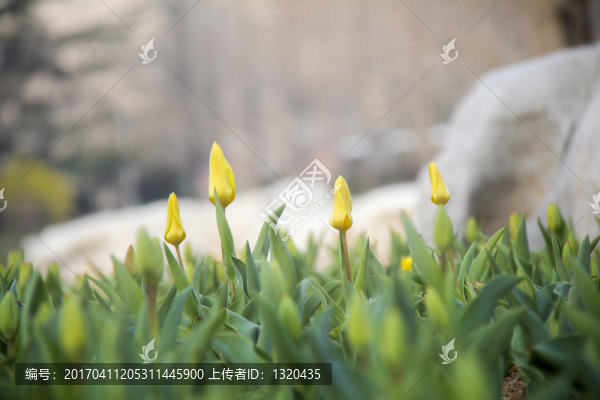 郁金香