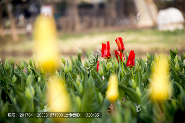 紅郁金香