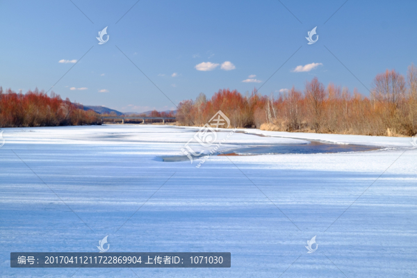 冰河紅柳