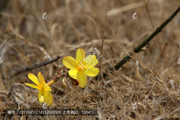 迎春花