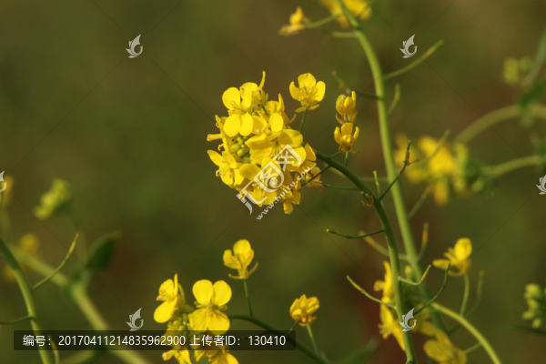 油菜花