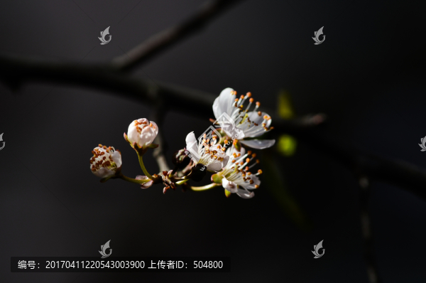 杏花