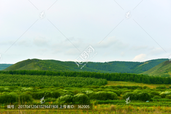 樹林