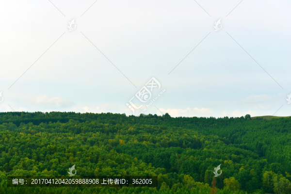 樹林