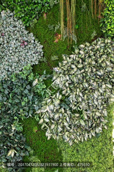 綠色植物墻,植物墻