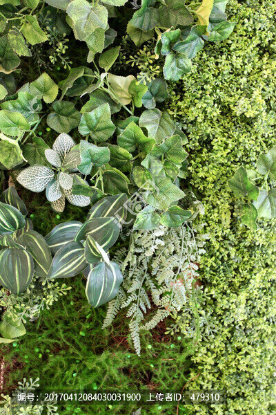 綠色植物墻