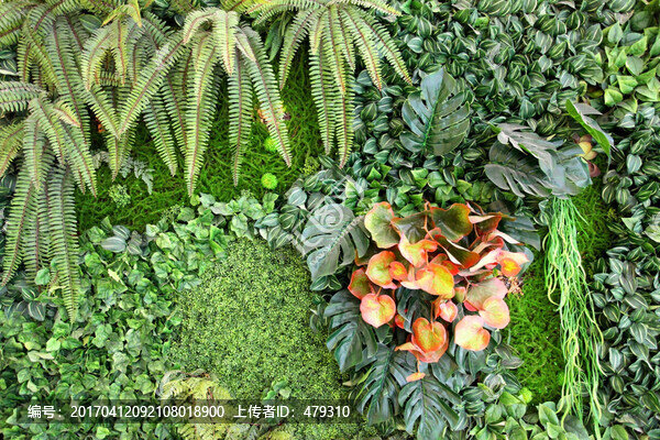 綠色植物墻,植物墻