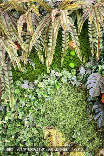 綠色植物墻,植物墻,花卉墻